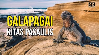 Kelionė į Galapagus 2 Iguanų prilindo į viešbutį Leidžiuosi į gilius ugnikalnio urvus [upl. by Ng169]