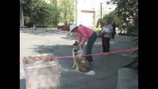 Collie Puppy Dog Fails CGC Test Part 2 Canine Good Citizen [upl. by Xila870]