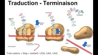 هآآم جدا Traduction terminaison [upl. by Nyleimaj]