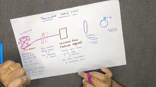 TROCHLEAR NERVECRANIAL NERVE IV  COURSE AND DISTRIBUTION DIAGRAM IN TAMIL [upl. by Attiuqaj256]