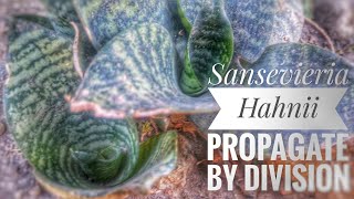 Sansevieria Hahnii  How To Propagate Snakeplant [upl. by Animaj]