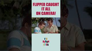 Flipper exposes the real thief 🐬 TVRerunClub Flipper Adventure [upl. by Hannahsohs]