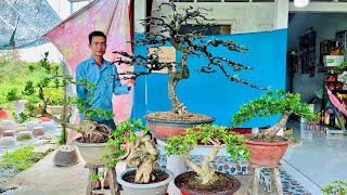 Văn An 129 0774816331 Giá Tập Chơi nhiều loại Bonsai Mini để bàn và Tầm Trung để sân [upl. by Ainezey]