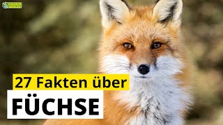 27 SteckbriefFakten über Füchse  DokuWissen über Tiere  für Kinder [upl. by Aleehs]