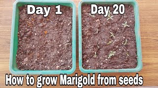 How to grow Marigold from seeds with update Grow marigold from marigold flowers [upl. by Hopkins]