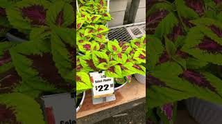 Coleus’s Solenostemon Plant’s [upl. by Ecaidnac]