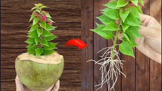 Just Coconut Water Bougainvillea Branches Root Like Crazy Overnight And Bloom NonStop [upl. by Yornoc774]