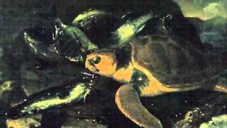 SaintSaens Carnival of the AnimalsTortues Tortoises [upl. by Uni]