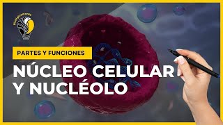 NÚCLEO CELULAR y el NUCLÉOLO 😊 Partes y funciones 👍 [upl. by Winifield500]