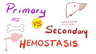 Primary vs Secondary Hemostasis  Blood Clotting Coagulation  Hematology [upl. by Coad]