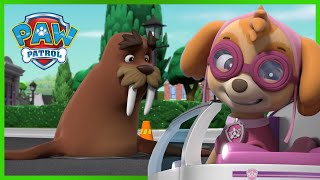 Pieski ratują samotnego morsa  Psi Patrol PAW Patrol po polsku  Pup Tales [upl. by Adnirolc]