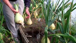 Allotment Diary Aug 7th  Harvesting the Big Exhibition Show Kelsae Onions [upl. by Byram470]