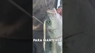 La forma más HUMANA de matar a un pez 🐟🗡️ [upl. by Edyak101]