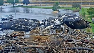 Osprey Nestling Plays quotTugOFishquot With Iris In Missoula Montana – July 30 2024 [upl. by Jori]