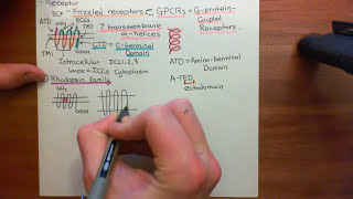 The Wnt  BetaCatenin Pathway Part 1 [upl. by Swope]