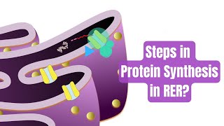 Membrane and Secretory Proteins synthesize in Endoplasmic reticulum Step wise explanation [upl. by Acnaiv459]