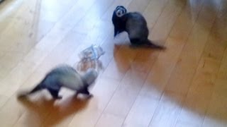 two ferrets playing [upl. by Reuven]