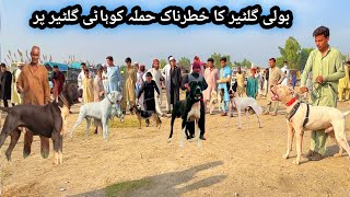 Pakistan Ki Sab Say Mashoor Kohat Dog Mandi Ka Visit 😍 Part 9  Pk Animals Vlogs [upl. by Juno]