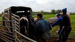 Heifers Home  Straw Chopper Is Out  Budget Rant [upl. by Allard]