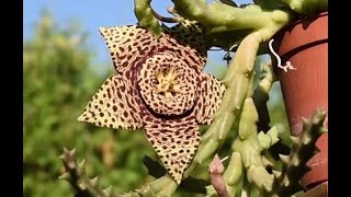 Orbea Stapelia variegata care and propagation August 2021 [upl. by Sussman965]