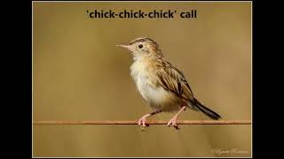 Desert Cisticola call [upl. by Ahseram188]