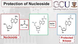 Biochem22  Oligonucleotide Synthesis [upl. by Eetnwahs]