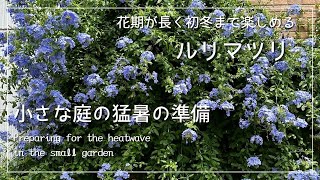 小さな庭のシンボルフラワー🌺開花リレーの６月はルリマツリ｜猛暑にむけた準備が終了しました☘️【ガーデニング日記2024年6月25日】 [upl. by Kurt]