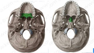 Vomer and palatine bone  الميكعة وعظم الحلق [upl. by Nnaasil]