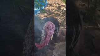 Turkey Tales Tom Stuffing’s secret Snood hair flip Move Preen Preen Routine turkeys [upl. by Natehc234]