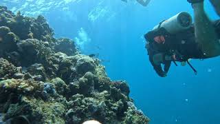 Dive  Long Reef KSA  2023 01 27  HD 1080p [upl. by Roice]