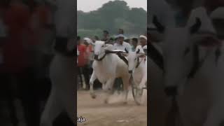 अत्री Dungariya 💥 musickumbalitrancedungariyashankarpat bailgadasharyat oxraceinmaharashtra [upl. by Auqinahs567]