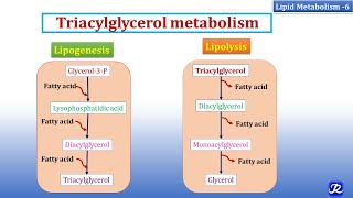 6 Triacylglycerol Metabolism  Lipid Metabolism6  Biochemistry  NJOY Biochemistry [upl. by Worlock]