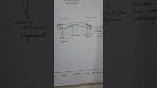 Clavicle bone diagram sciencemedicalbiology chemistry drawing anatomy biology [upl. by King]