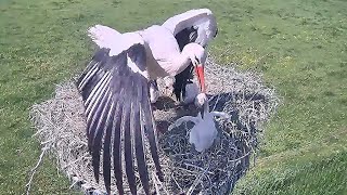 Mother THROWS OUT an Immature baby from nest  Stork bird  White Stork Nest  baby bird  nestwatch [upl. by Nannerb]