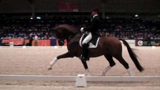 Vivaldi 2010 Stallion Show Part 1 of 4 [upl. by Lassiter]