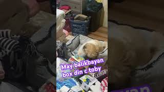 May pasalubong c toby kay lukas cute animals musicmakestheworldgoround [upl. by Zerat]