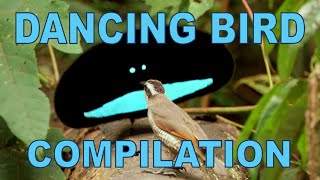 Weird amp Wonderful Dancing Birds Compilation Part 1 [upl. by Egroej]