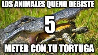 5 animales que no debiste mezclar con tu tortuga [upl. by Kristos]