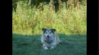 Pembroke Sheltie [upl. by Ecirehc479]