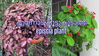 Episcia plant care malayalam  Episcia plant  Episcia plant varieties  Flame violets [upl. by Kobi]