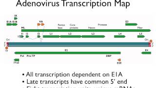 Virology 2013 Lecture 8  Transcription and RNA processing [upl. by Ahgiela]