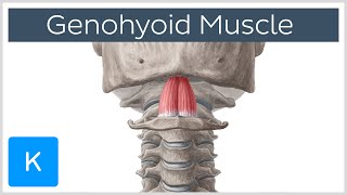 Geniohyoid Muscle  Origins amp Function  Human Anatomy  Kenhub [upl. by Rye]