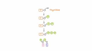 AntiHerpetic Drugs  How They Work [upl. by Zobe]