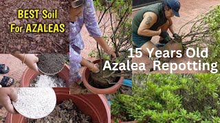 Azalea Plant Soil Mix Repotting My 15 years Old Azalea and Maximum Flowering Tipsgardening [upl. by Enimrac493]