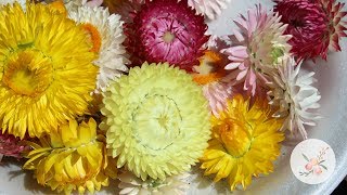 Drying Strawflower Blooms  Ornamental Cut Flower Gardening [upl. by Erdnaet]