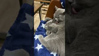 British shorthair cats grooming [upl. by Krakow]