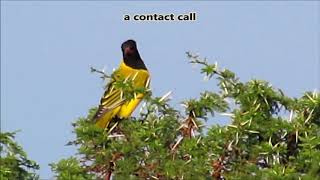 Black headed Oriole calls [upl. by Eiromem441]