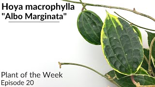 How To Care For Hoya macrophylla quotAlboMarginataquot  Plant Of The Week Ep 20 [upl. by Neroc957]