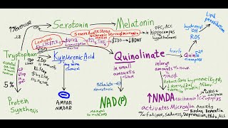 Can leaky gut make you stupid Tryptophan kynurenic acid Quinolinate pathway [upl. by Marigold]