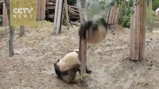 A dramatic life Panda falls from tree unhurt robbed by other pandas afterwards [upl. by Effie]